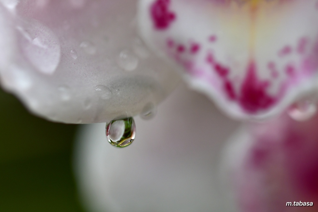 雨の日の贈り物