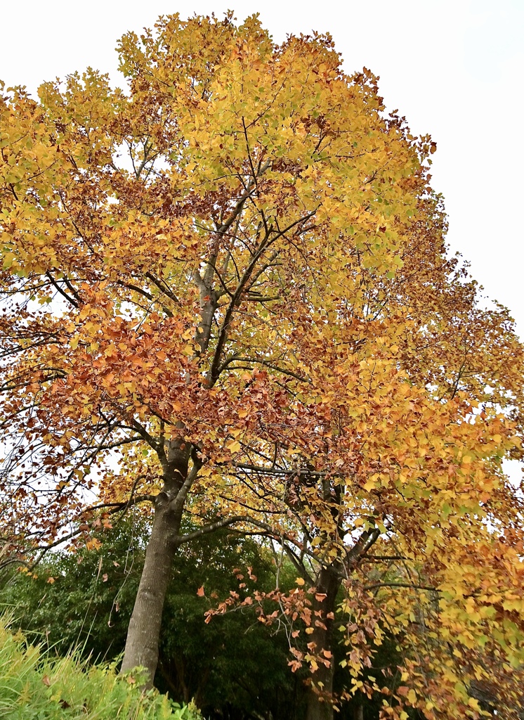 ユリノキの黄葉