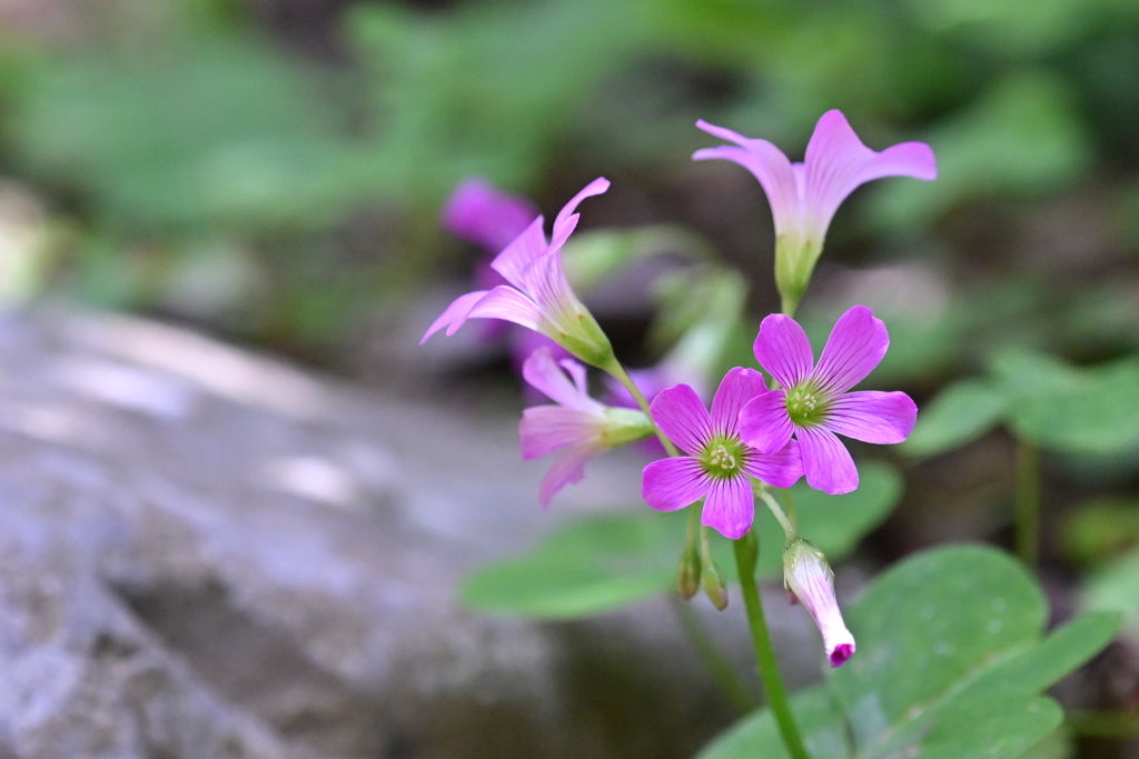 小さき花