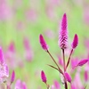 希望の灯火