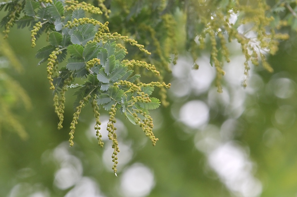 冬来たりなば春遠からじ