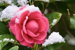 雪化粧