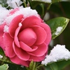 雪化粧
