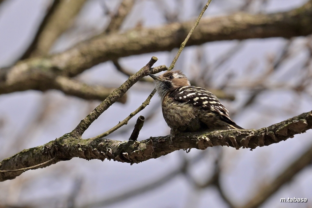 キリリとコゲラさん
