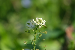 ぺんぺん草