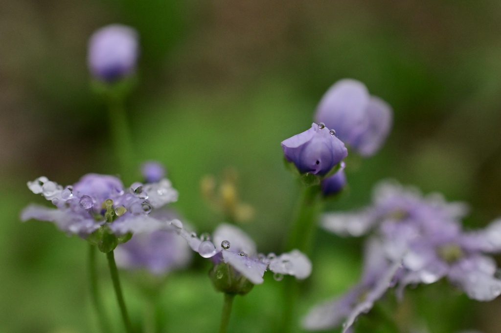 小さな花に小さな雫