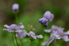 小さな花に小さな雫