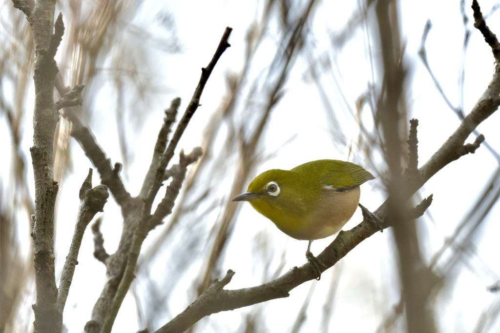 寒いのへっちゃらだよ～