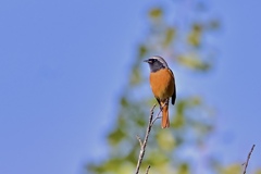 ミッケ〜 ミッケ〜