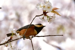 ヤマガラさんもお花見