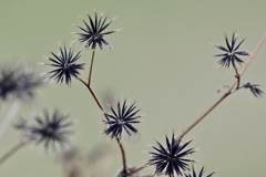 寒空のひっつき虫