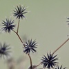 寒空のひっつき虫