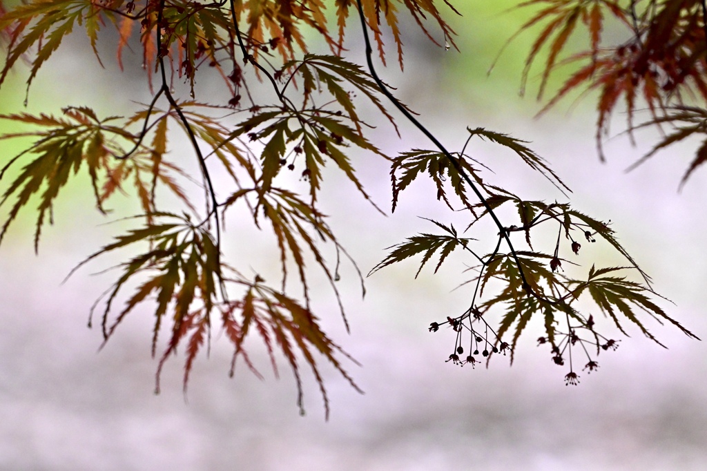 落花にもみじ