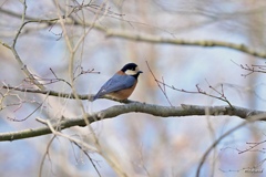 公園の鳥たち Ⅱ