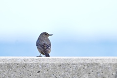 冬の海岸で
