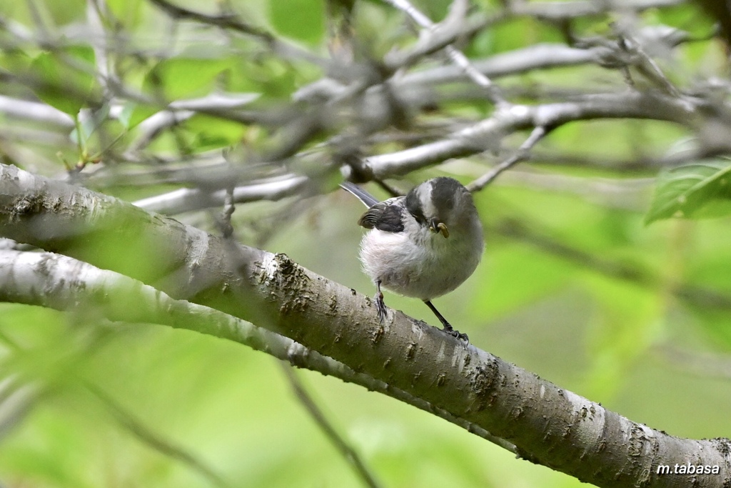 お昼のごちそう