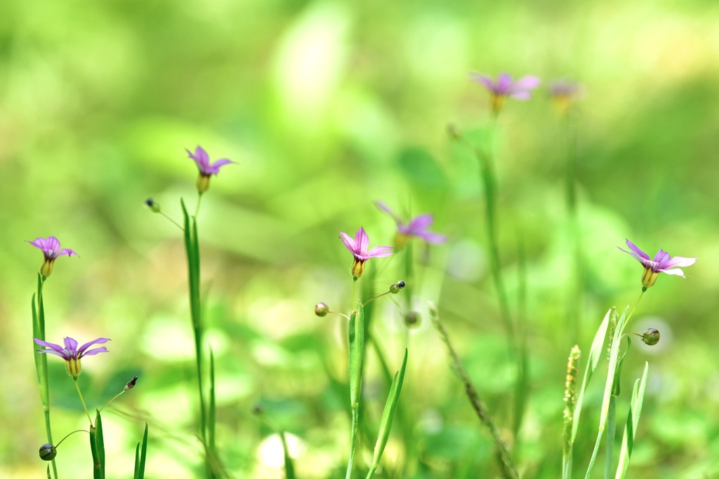 野の花