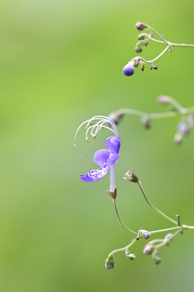 雁草