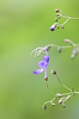 雁草