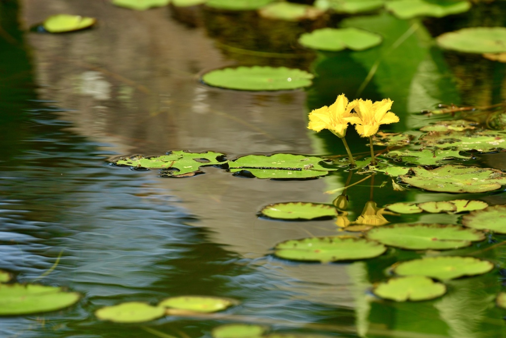 水辺の花