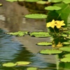 水辺の花