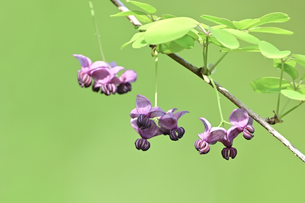 アケビの花