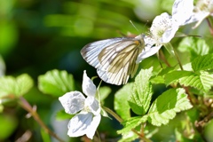 野いちごの花に誘われて