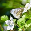 野いちごの花に誘われて