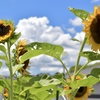 我が家の夏