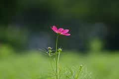 そよ風の中で
