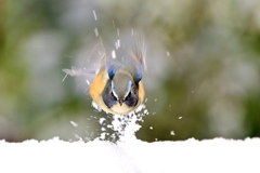 雪の朝 Ⅴ