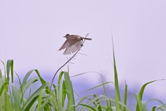 梅雨晴れ間