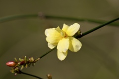 迎春花