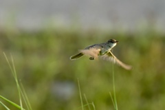 ヨシ原を飛ぶ