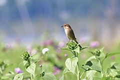 秋思