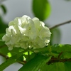 白い花 Ⅲ