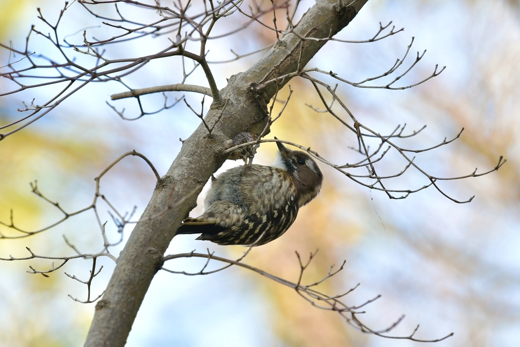 ふっくらコゲラッチ