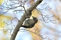 ふっくらコゲラッチ