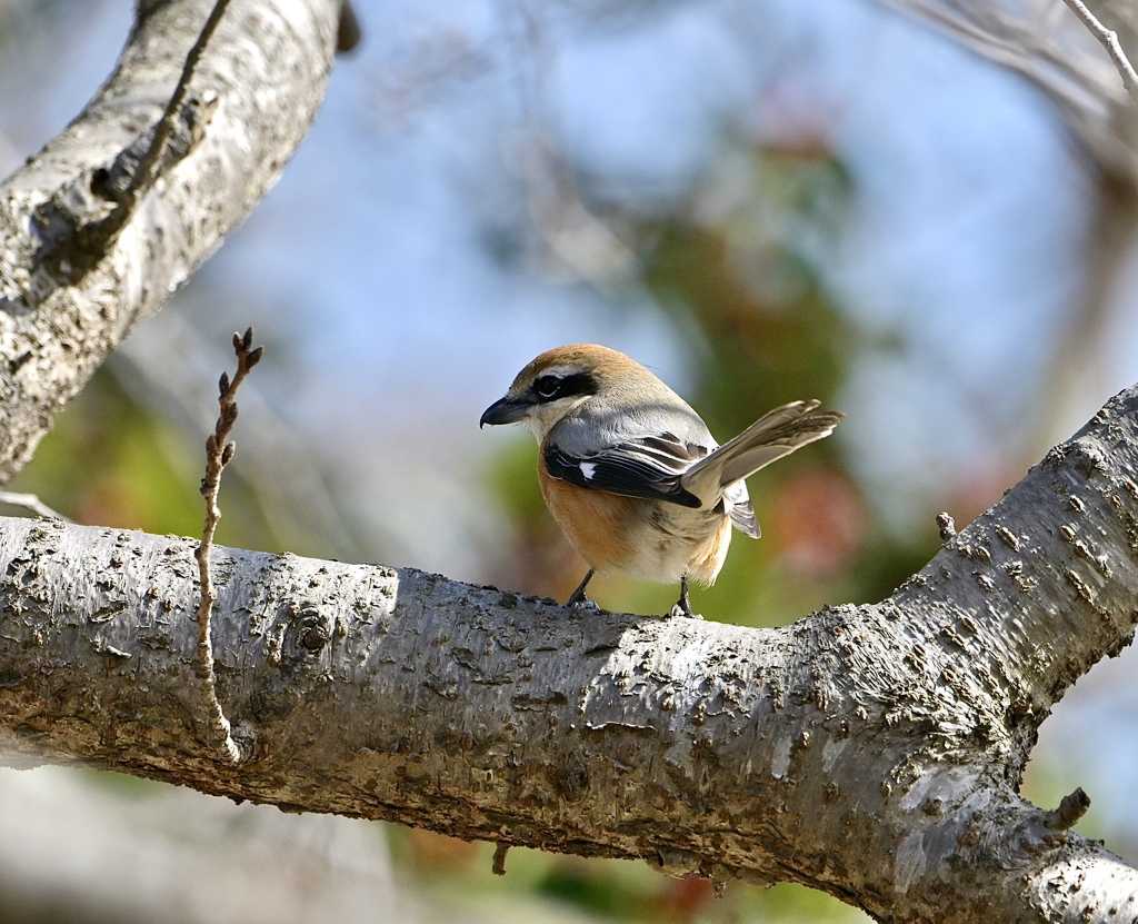 冬芽を見つめて