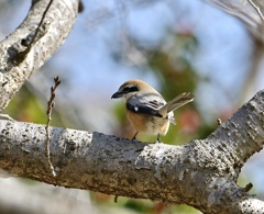 冬芽を見つめて