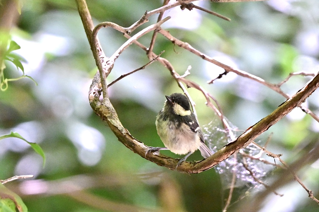 森の野鳥たち Ⅰ