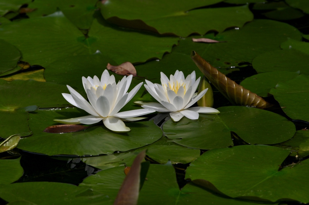 静寂