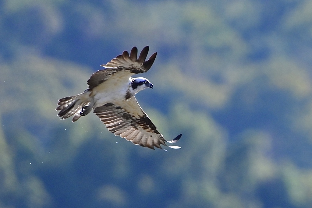 狩には失敗したけれど