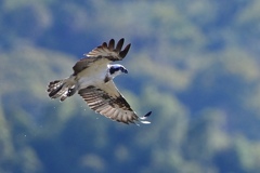 狩には失敗したけれど