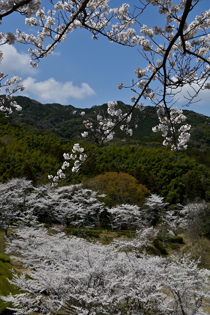 お花見日和