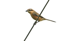 「モズの高鳴き七十五日」