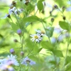 野辺の花