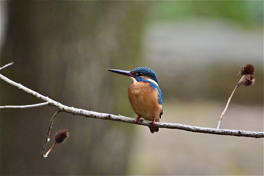 古池のカワくん