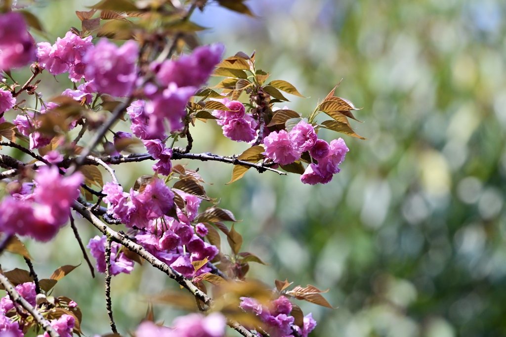八重桜