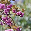 八重桜